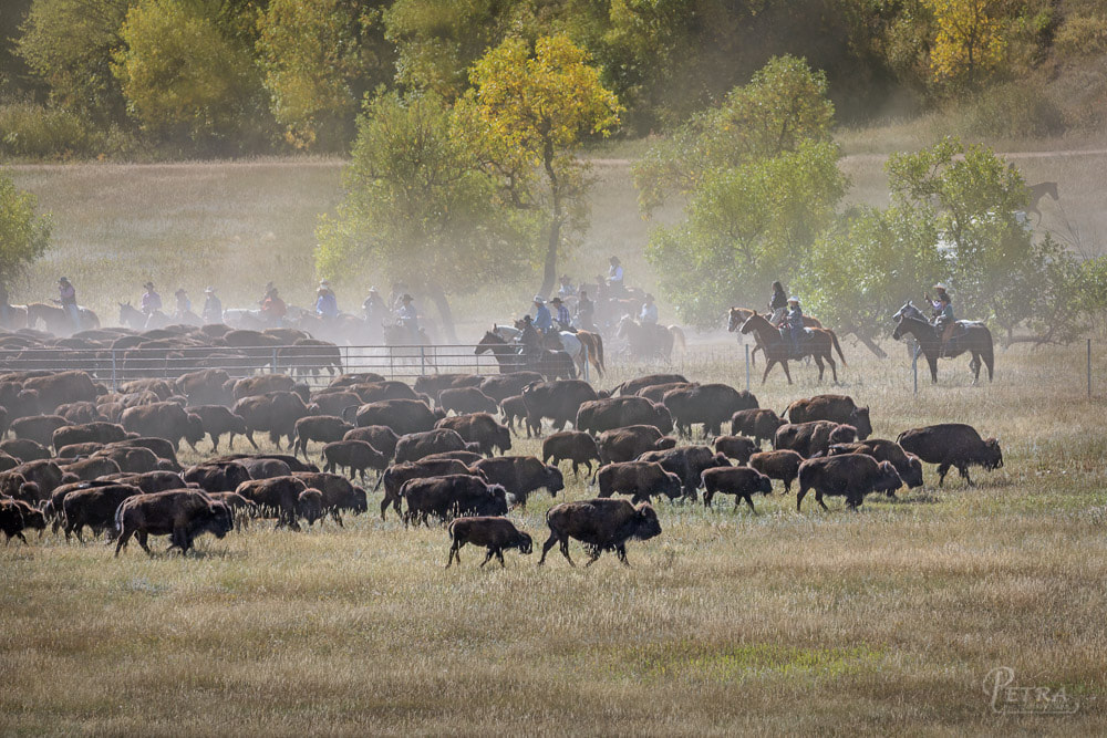 Custer State Park buffalo roundup