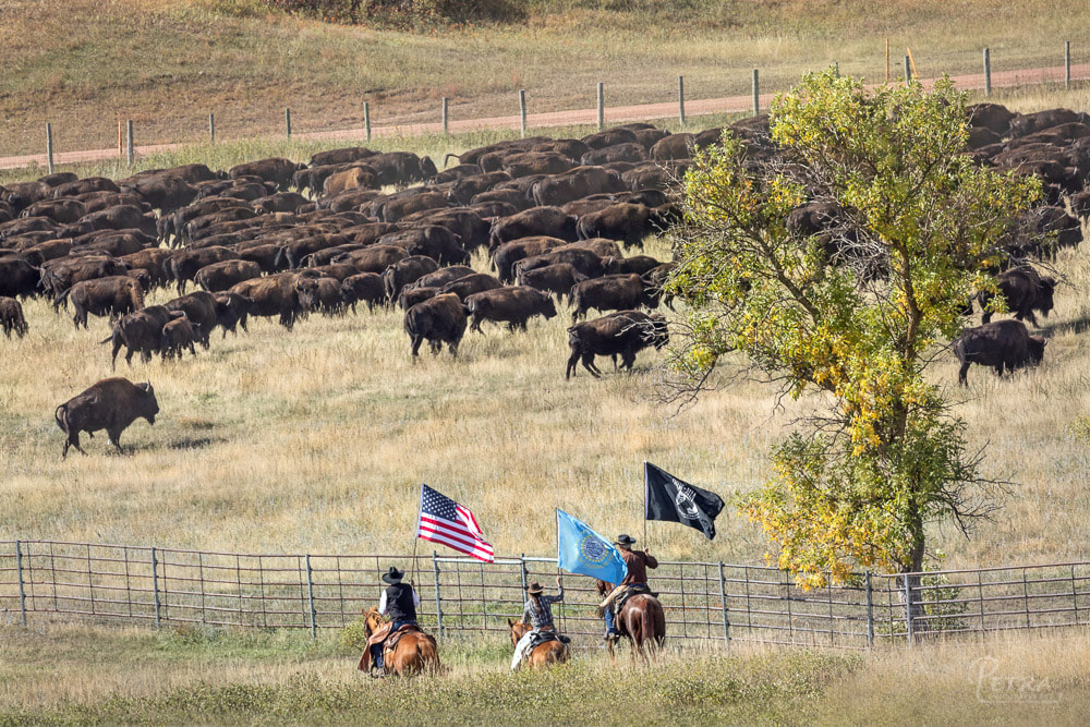 Custer State Park buffalo roundup, horseback riders with flags